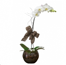 Orquídea Branca em Vaso de Vidro